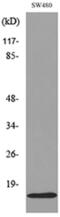 Midkine antibody, A01823-2, Boster Biological Technology, Western Blot image 
