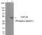 GATA Binding Protein 2 antibody, PA5-37583, Invitrogen Antibodies, Western Blot image 