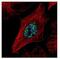 Nuclear Receptor Coactivator 2 antibody, NBP2-19495, Novus Biologicals, Immunofluorescence image 