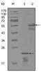 Erb-B2 Receptor Tyrosine Kinase 3 antibody, AM06263SU-N, Origene, Western Blot image 