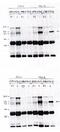 Vav Guanine Nucleotide Exchange Factor 2 antibody, GTX16135, GeneTex, Western Blot image 