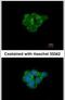 Cholinergic Receptor Nicotinic Alpha 3 Subunit antibody, PA5-28258, Invitrogen Antibodies, Immunofluorescence image 