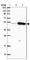 Thyroid Hormone Receptor Interactor 6 antibody, HPA052813, Atlas Antibodies, Western Blot image 