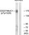 Polymorphic epithelial mucin antibody, TA312008, Origene, Western Blot image 