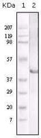 Lipase A, Lysosomal Acid Type antibody, MA5-15278, Invitrogen Antibodies, Western Blot image 