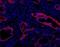 Oval Cell Marker antibody, NBP1-18961, Novus Biologicals, Immunohistochemistry paraffin image 