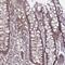 G1 To S Phase Transition 2 antibody, NBP1-91971, Novus Biologicals, Immunohistochemistry frozen image 