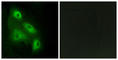 EPS8 Like 3 antibody, abx013717, Abbexa, Western Blot image 