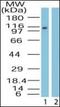 Importin 9 antibody, orb87621, Biorbyt, Western Blot image 