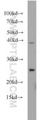Transmembrane P24 Trafficking Protein 4 antibody, 14141-1-AP, Proteintech Group, Western Blot image 
