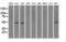 Isocitrate Dehydrogenase (NADP(+)) 1, Cytosolic antibody, GTX84319, GeneTex, Western Blot image 