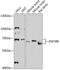 Zinc Finger Protein 398 antibody, 15-197, ProSci, Western Blot image 