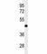 Interferon Regulatory Factor 2 antibody, F41303-0.4ML, NSJ Bioreagents, Western Blot image 