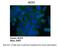 Aconitase 1 antibody, 29-285, ProSci, Immunohistochemistry paraffin image 