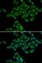 SRSF Protein Kinase 1 antibody, LS-C334342, Lifespan Biosciences, Immunofluorescence image 