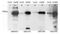 Autoimmune regulator antibody, orb19392, Biorbyt, Western Blot image 