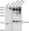 Mitochondrial Ribosomal Protein S14 antibody, A15498, ABclonal Technology, Western Blot image 