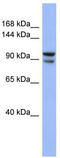 BBX High Mobility Group Box Domain Containing antibody, TA345283, Origene, Western Blot image 