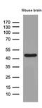 Septin 3 antibody, MA5-27435, Invitrogen Antibodies, Western Blot image 