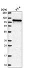 WD Repeat Domain 59 antibody, HPA048218, Atlas Antibodies, Western Blot image 