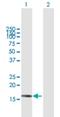 Signal Recognition Particle 19 antibody, H00006728-B01P, Novus Biologicals, Western Blot image 