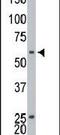 Ethanolamine kinase 1 antibody, PA5-13823, Invitrogen Antibodies, Western Blot image 