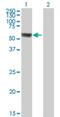 Acyl-CoA Synthetase Family Member 3 antibody, H00197322-B01P, Novus Biologicals, Western Blot image 