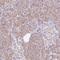 Claudin 10 antibody, NBP2-38495, Novus Biologicals, Immunohistochemistry frozen image 