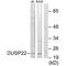 Dual Specificity Phosphatase 22 antibody, A06503, Boster Biological Technology, Western Blot image 