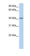 Transmembrane Protein 144 antibody, orb325346, Biorbyt, Western Blot image 