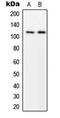 Myosin Phosphatase Rho Interacting Protein antibody, LS-C354158, Lifespan Biosciences, Western Blot image 