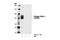 Fibroblast Growth Factor Receptor Substrate 2 antibody, 3861S, Cell Signaling Technology, Western Blot image 