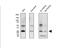 Melan-A antibody, NBP2-46603, Novus Biologicals, Western Blot image 