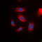 Insulin Receptor Substrate 1 antibody, LS-C368390, Lifespan Biosciences, Immunofluorescence image 