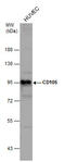 Endoglin antibody, GTX112685, GeneTex, Western Blot image 