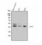 Mesoderm posterior protein 2 antibody, A07046-1, Boster Biological Technology, Western Blot image 