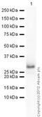 Growth Factor Receptor Bound Protein 2 antibody, ab32037, Abcam, Western Blot image 