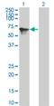 Target Of EGR1, Exonuclease antibody, H00114034-M04, Novus Biologicals, Western Blot image 