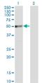 Thyroid Hormone Receptor Interactor 6 antibody, H00007205-M07, Novus Biologicals, Western Blot image 