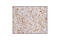 Cytochrome C, Somatic antibody, 4280S, Cell Signaling Technology, Immunohistochemistry paraffin image 