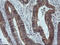 Mitogen-Activated Protein Kinase Kinase 3 antibody, LS-C174453, Lifespan Biosciences, Immunohistochemistry frozen image 