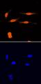 Ubiquitin Fold Modifier 1 antibody, AF8237, R&D Systems, Immunocytochemistry image 