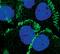 Catenin Delta 1 antibody, PA5-17171, Invitrogen Antibodies, Immunofluorescence image 