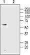 Glucagon Like Peptide 2 Receptor antibody, PA5-77445, Invitrogen Antibodies, Western Blot image 