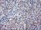 Beclin 1 antibody, LS-C172840, Lifespan Biosciences, Immunohistochemistry frozen image 