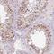 Fibronectin Type III Domain Containing 7 antibody, NBP2-38722, Novus Biologicals, Immunohistochemistry frozen image 