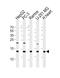 NADH:Ubiquinone Oxidoreductase Subunit B4 antibody, PA5-72176, Invitrogen Antibodies, Western Blot image 