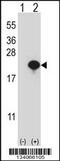 Cytochrome B5 Type A antibody, 57-429, ProSci, Western Blot image 