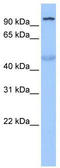 TUB Like Protein 3 antibody, TA343382, Origene, Western Blot image 