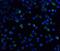 Interleukin 21 Receptor antibody, NBP1-76739, Novus Biologicals, Immunofluorescence image 